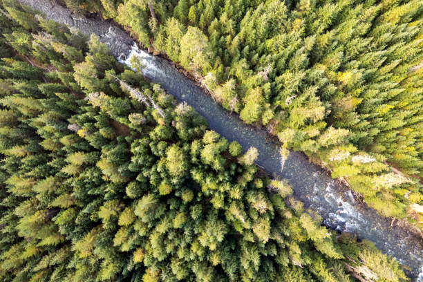 istock Aerial view of a vast forest 1434529503