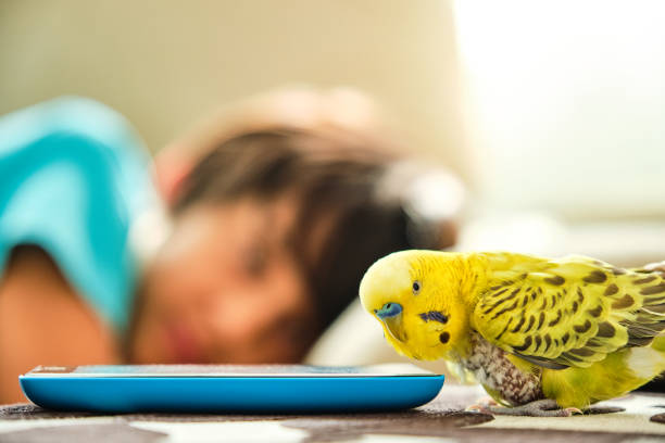 istock green parakeet without chest feathers looking at a blue smartphone 1434529661