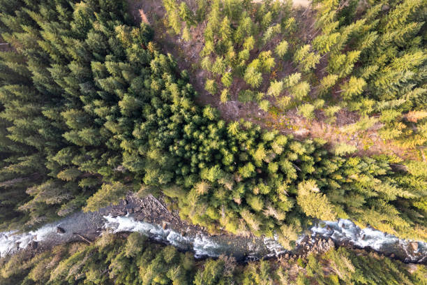 istock Aerial view of a vast forest 1434529745