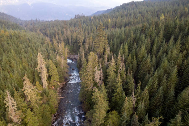 istock Aerial view of a vast forest 1434529748