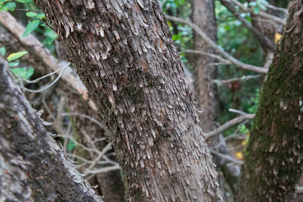 istock Bark of a pine or cork oak in a forest 1434529783