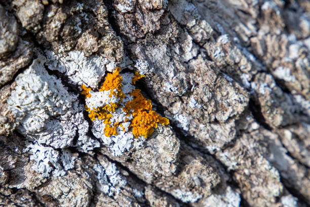 Bark of a pine or cork oak in a forest