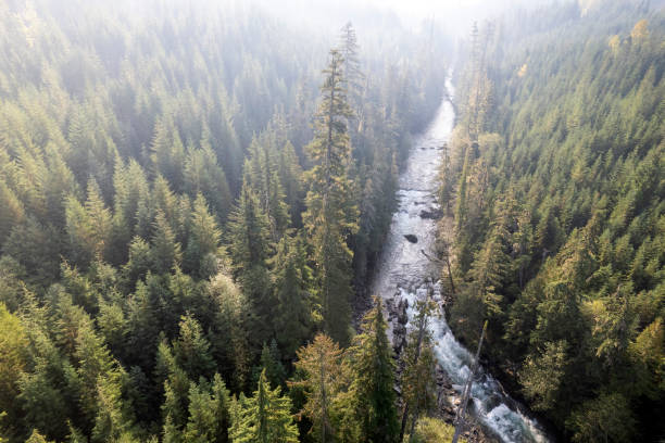 istock Aerial view of a vast forest 1434529910