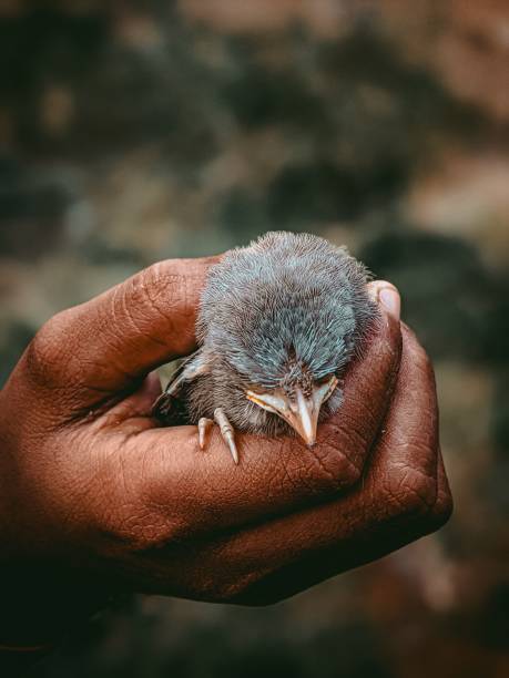 istock Vertical shot of a hand holding a nestling 1434530959