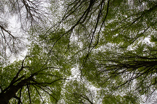 treetops seen from the ground in the middle of a forest during autumn