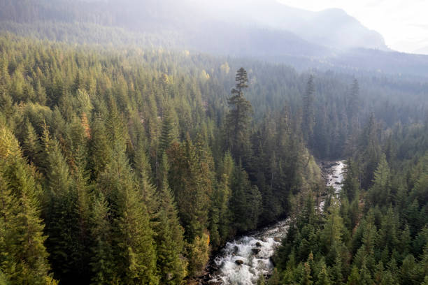 istock Aerial view of a vast forest 1434531446
