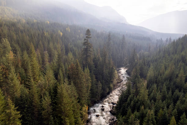 istock Aerial view of a vast forest 1434531480