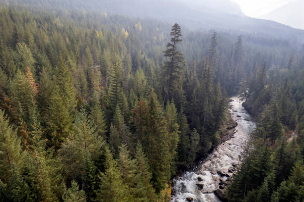 istock Aerial view of a vast forest 1434531484