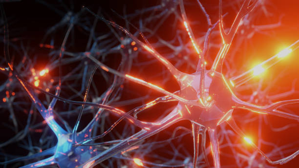 neuron system disease - esclerose lateral amiotrófica imagens e fotografias de stock