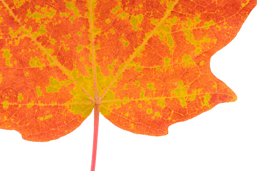 Beautiful autumn leaf with petiole