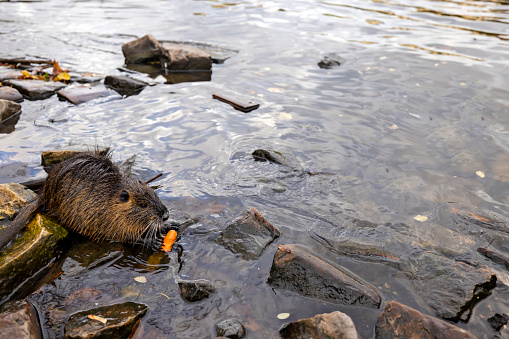 The Eurasian beaver (Castor fiber), European beaver. Bieszczady Mountains, the Carpathians, Poland.
