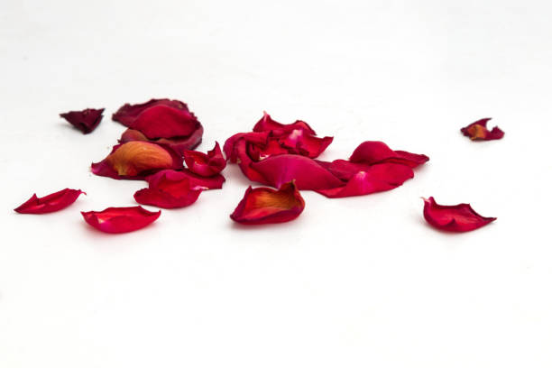 petali di rosa rossa essiccati su priorità bassa bianca - petalo di rosa foto e immagini stock