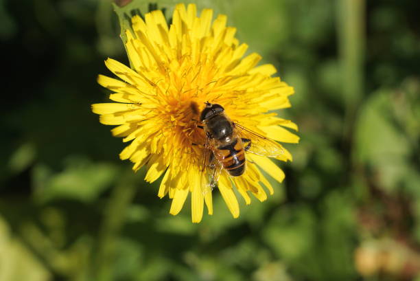 istock one brown bee insect sits on a yellow dandelion bud flower 1434536666
