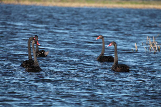 Black Swans stock photo