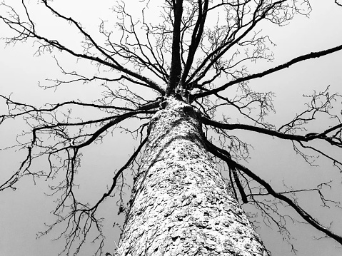 tree without leaves in black and white