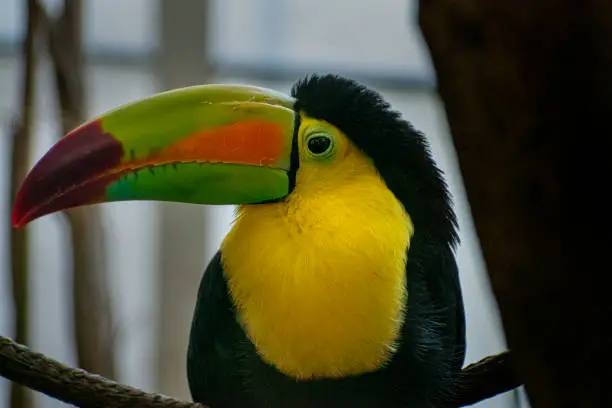 The side of a colorful toucan