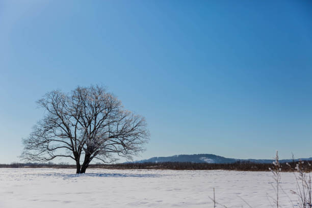 istock Japanese elm with snow in Hokkaido at dusk 1434540540