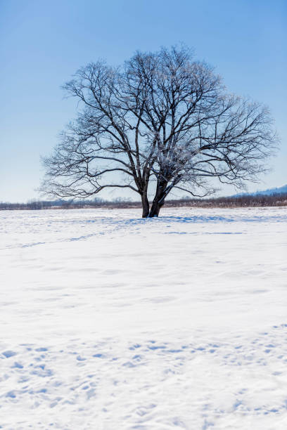 istock Japanese elm with snow in Hokkaido at dusk 1434540541