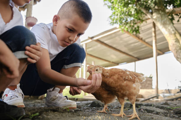 istock children feeding chickens by hand in the field 1434541127