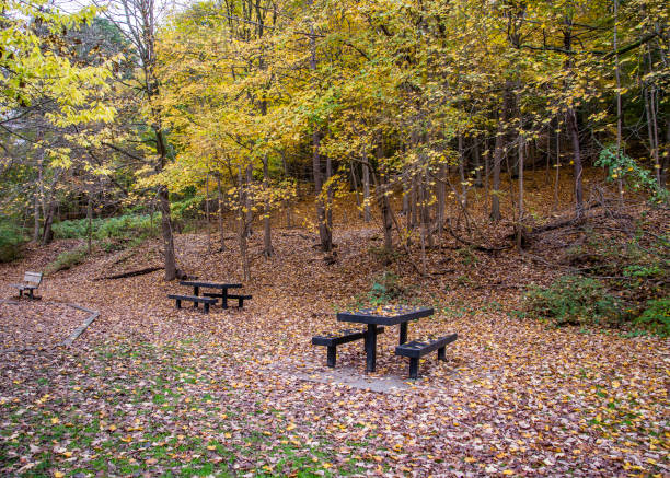 istock Picnic tables in the woods 1434541366