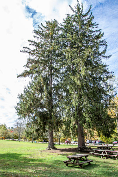 istock Picnic tables in the park 1434541514