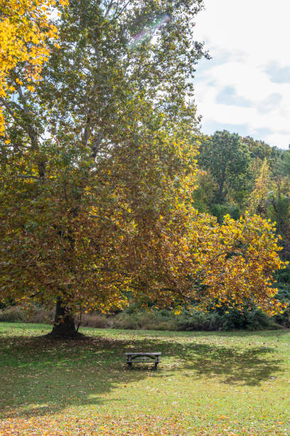 istock Picnic tables in the park 1434541521