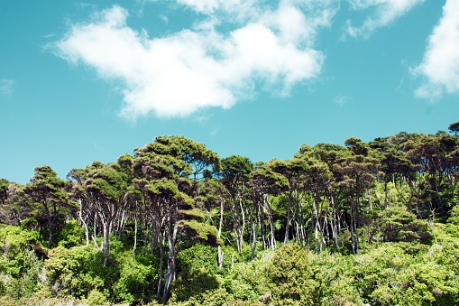 Beautiful background of tall Kanuka trees in native bush of the Abel Tamsan National Park in New Zealand's South Island. \n\nA close relative of Manuka (Leptospermum Scoparium), the Kanuka (Kunzea Ericoides) has antimicrobial and anti-inflammatory properties that  can be used to help heal burns, bruises, and other wounds.