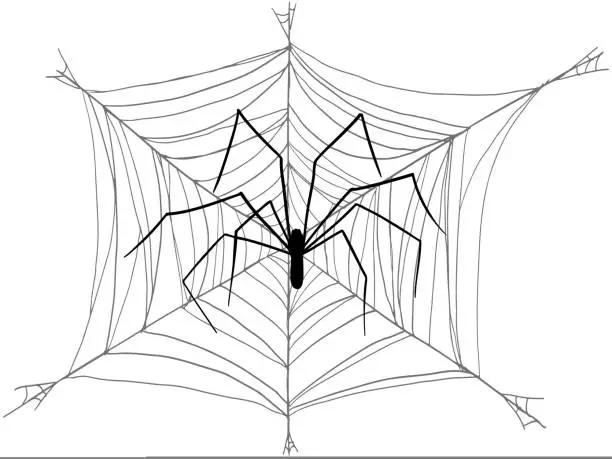 Vector illustration of A spider with long legs wove a large web on a white background.