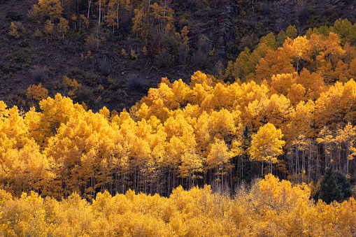 Autumn Aspen trees in the San Juan Mountains of Colorado.