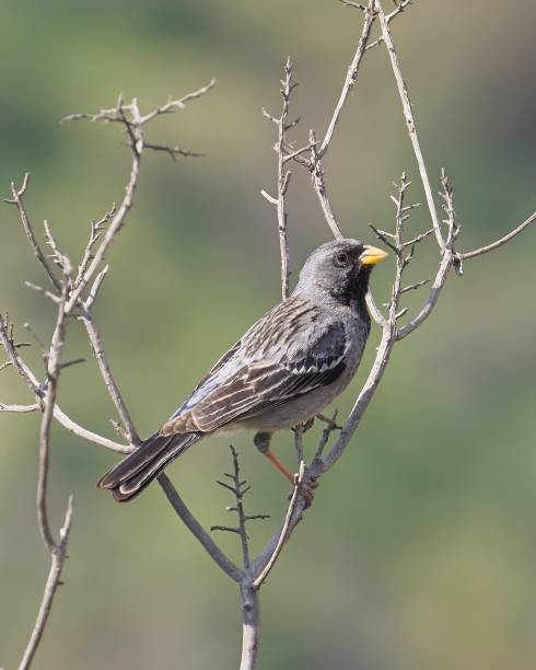 istock A male Mourning Finch perches in a leafless bush 1434547332