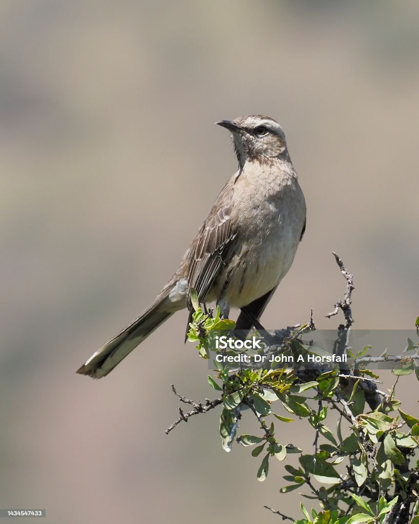 A Chilean Mockingbird is vigilant in his territory in the Andes foothills A Chilean Mockingbird (Mimus tenca), a species endemic to Chile, perches on a high tree to survey his territory in the dry foothills of the central Andes Alertness Stock Photo