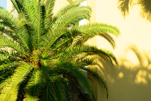 The dense crown of a green palm against a yellow wall. The foliage of the coconut palm at sunset casts a shadow.