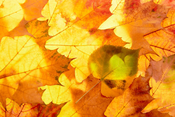 autumn leaves to the light. High quality photo