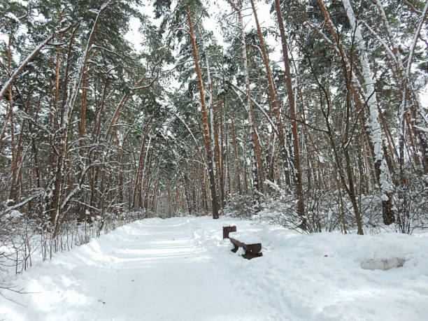 istock winter snowy sunny forest landscape with bench. 1434556555