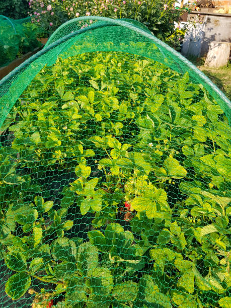 istock Vertical photo with raised beds with strawberries, under a protective net from birds, a summer rural day 1434557517