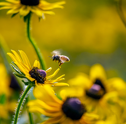 A macro closeup shot of a honey bee on a rosemary blossom. Sharp focus.