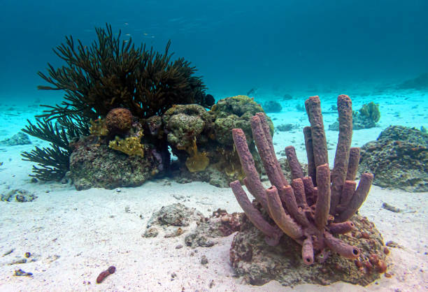 istock Caribbean coral garden, Bonaire 1434557693