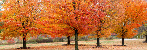 istock Wisconsin colorful autumn maple trees in October 1434558006