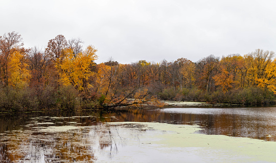Wisconsin River in Wausau, Wisconsin with colorful autumn leaves in October, horizontal