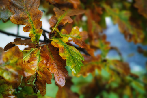 Oak branch with acorns and oak leaves isolated on white.