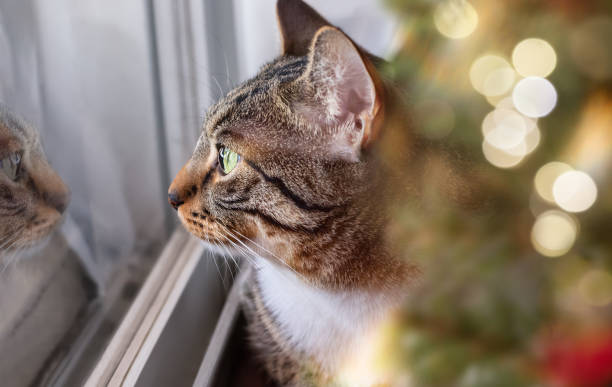 istock Curiosity tabby cat looks out the window at his reflection. 1434568876