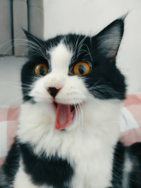 istock Black cat sticking out tongue 1434569214