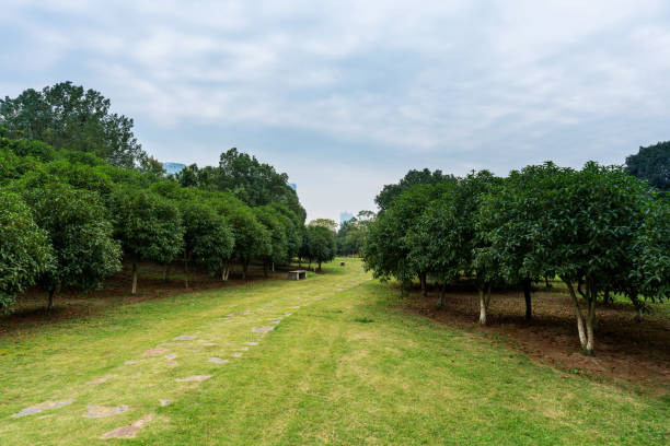 beautiful panorama of green city park - 11927 imagens e fotografias de stock