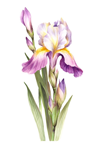 The composition of irises. Hand draw watercolor illustration