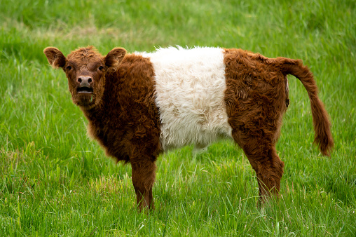 a brown calf stands on green grass and looks at the camera. a young bull curiously explores the area while grazing in the spring or summer outdoors.