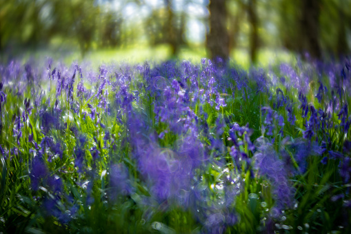 Spring seen in woodland forest in English countryside in Yorkshire. Sunlight effects, fresh green leaves and a carpet of bluebell flowers. Intentional blurred dreamy texture created with a Lensbaby lens to add atomosphere