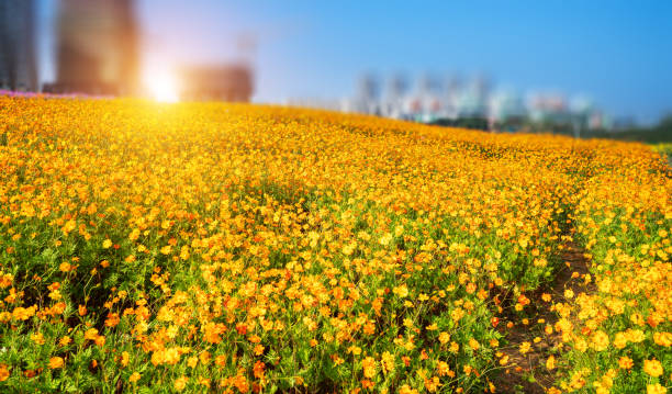 cosmos flower in field,wildflower views - 12023 imagens e fotografias de stock