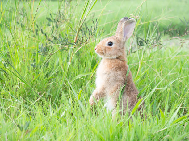 istock Side view of brown cute rabbit standing on grass with green nature background. 1434586574
