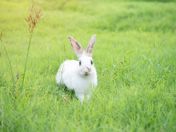 istock White cute rabbit smiling on green grass in nature background. 1434586577