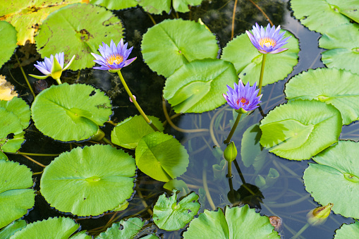 Primer Hermoso Flor De Loto Y Hoja Verde En Estanque Pureza De Fondo De La Naturaleza Foto de stock y más banco de imágenes de Agua - iStock Primer Hermoso Flor De Loto Y Hoja Verde En Estanque Pureza De Fondo De La Naturaleza Foto de stock y más banco de imágenes de Agua - iStock